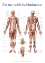 Lernposter - Die menschliche Muskulatur