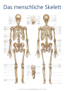 Lernposter - Das menschliche Skelett