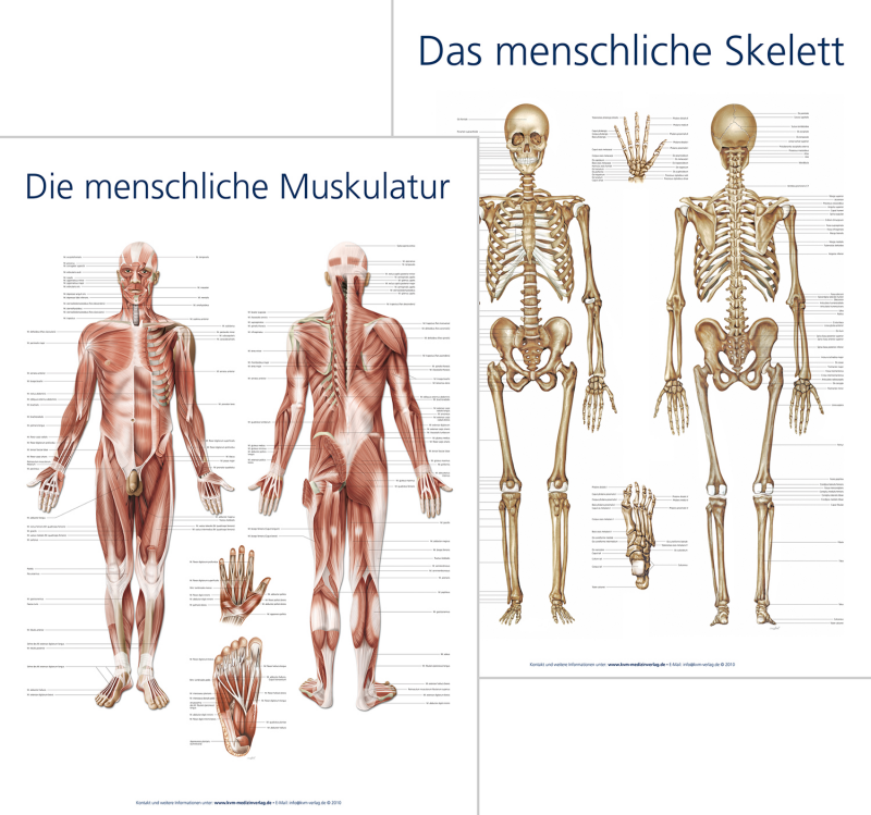 Skelett und Knochen - Anatomie