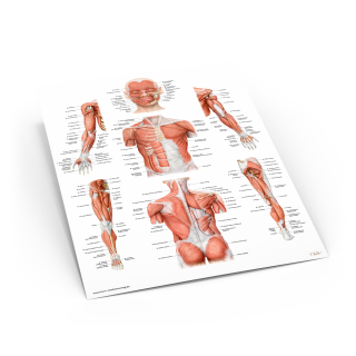 Das Muskelbuch, inkl. Anatomieposter