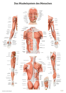 Das Muskelsystem des Menschen